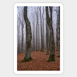 Winter landscape with frost on trees Sticker